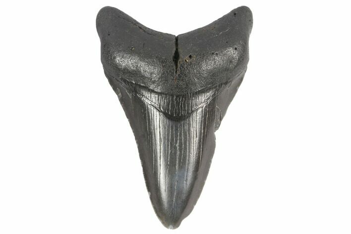 Fossil Megalodon Tooth - South Carolina #86061
